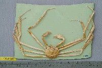 藏品(多槳扁蛛蟹)的圖片